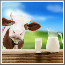 kravlje-mleko